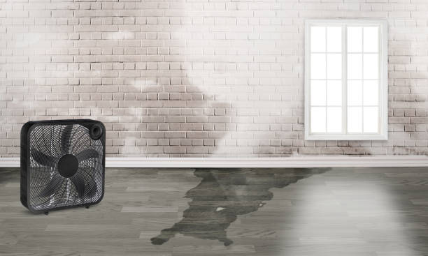 Best Fire Damage Restoration  in Minnehaha, WA